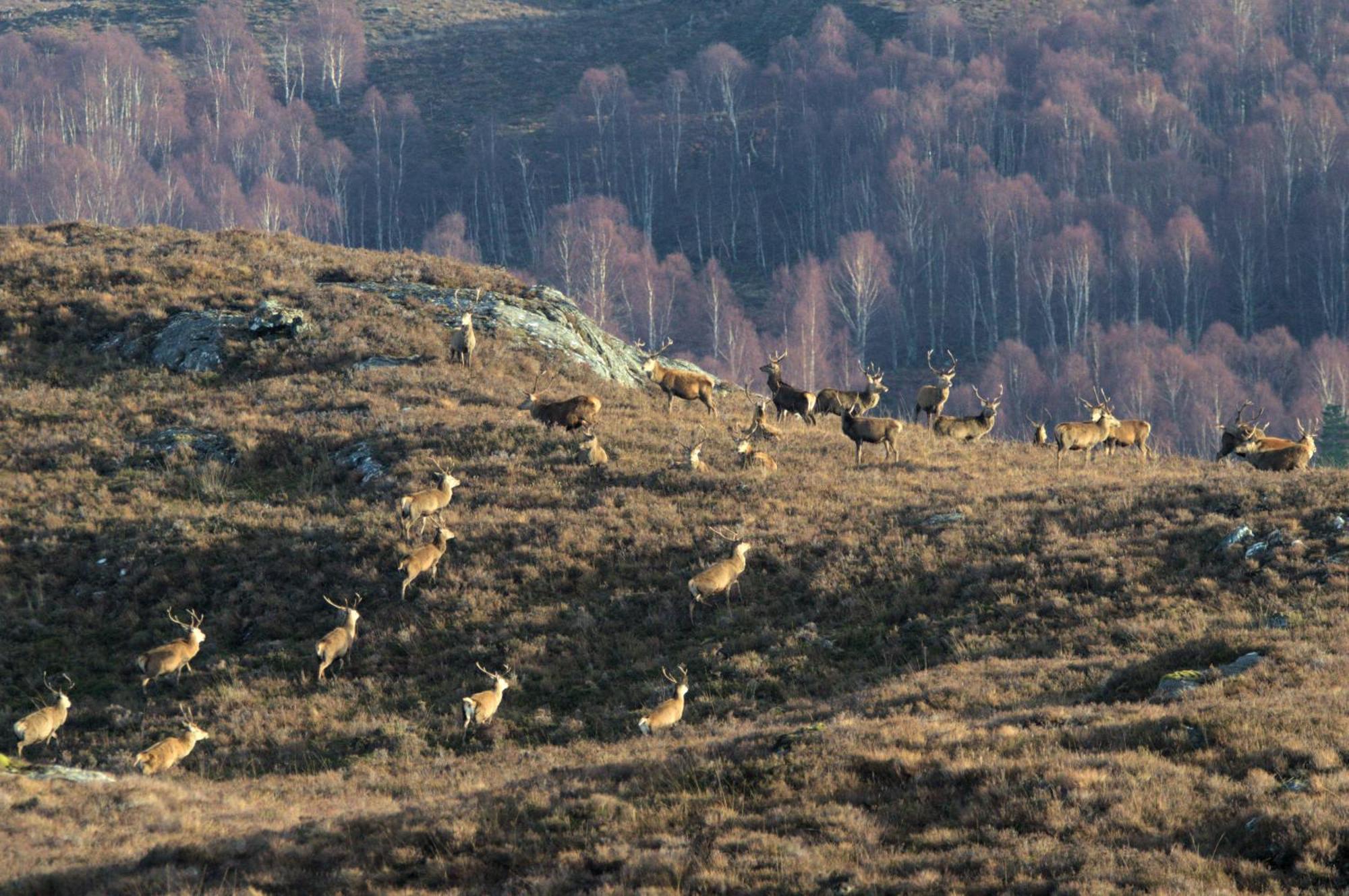Rosemount Bothy - Highland Cottage Garve Kültér fotó