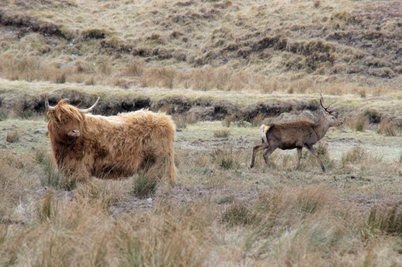 Rosemount Bothy - Highland Cottage Garve Kültér fotó